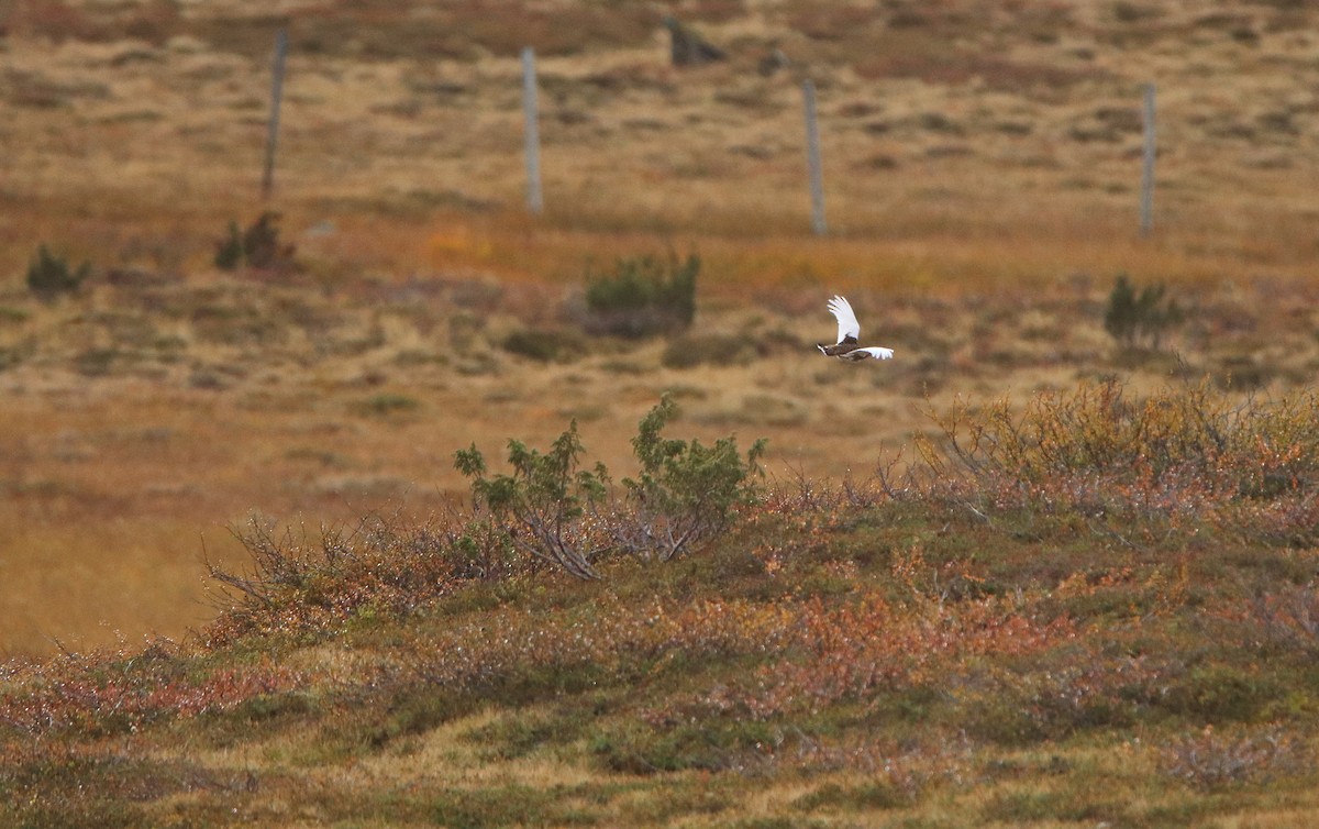 Rock Ptarmigan - ML609136985