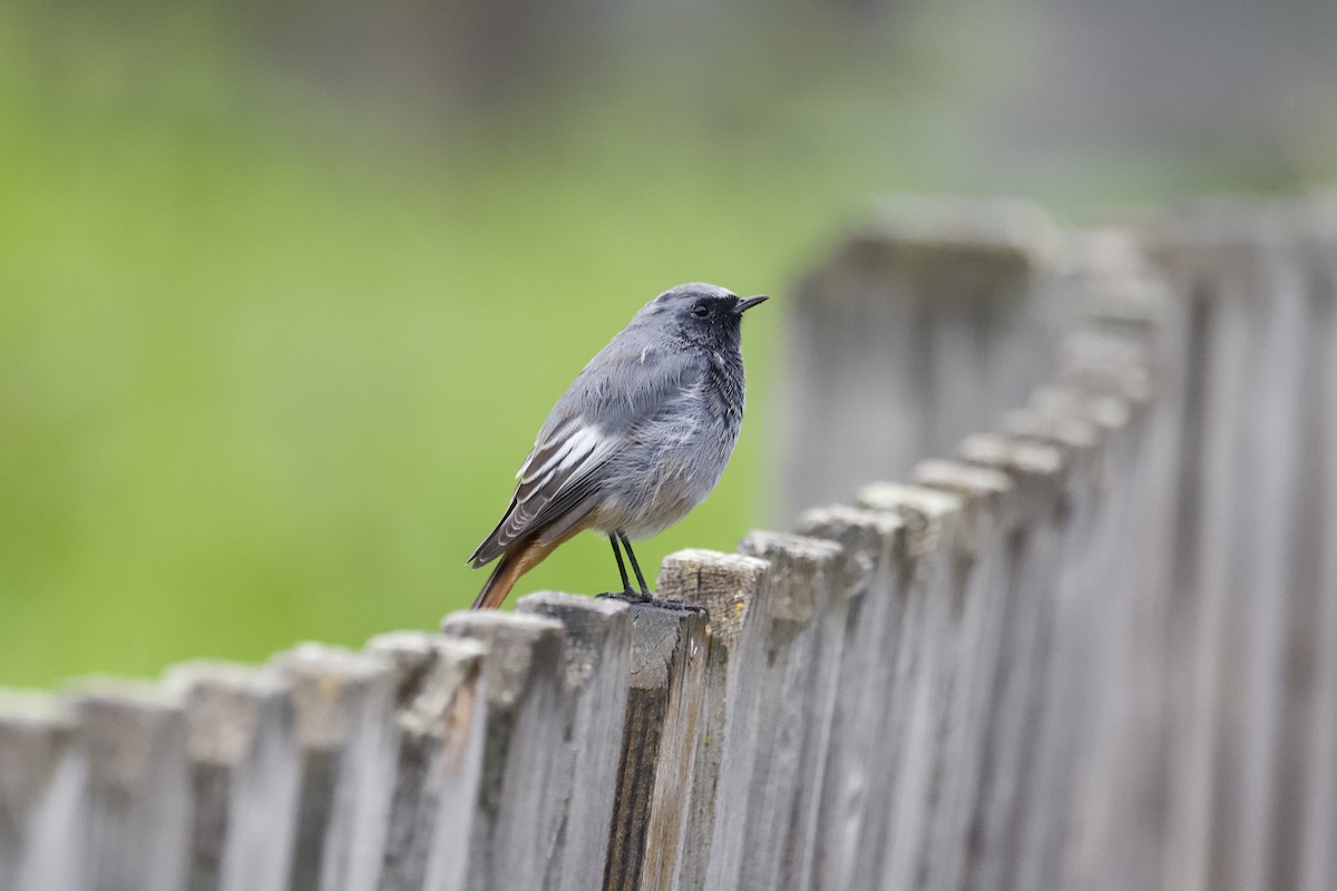 Black Redstart - ML609137002