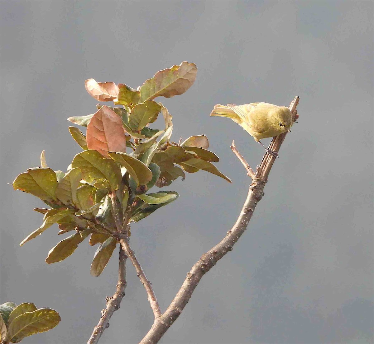 Yellow-browed Tit - ML609137026