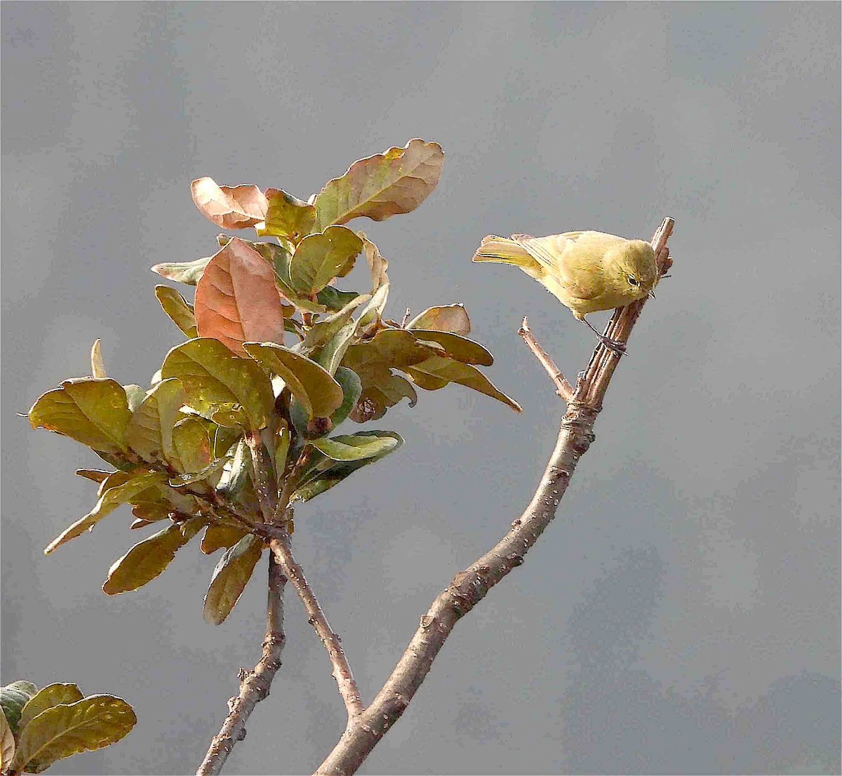 Yellow-browed Tit - ML609137027