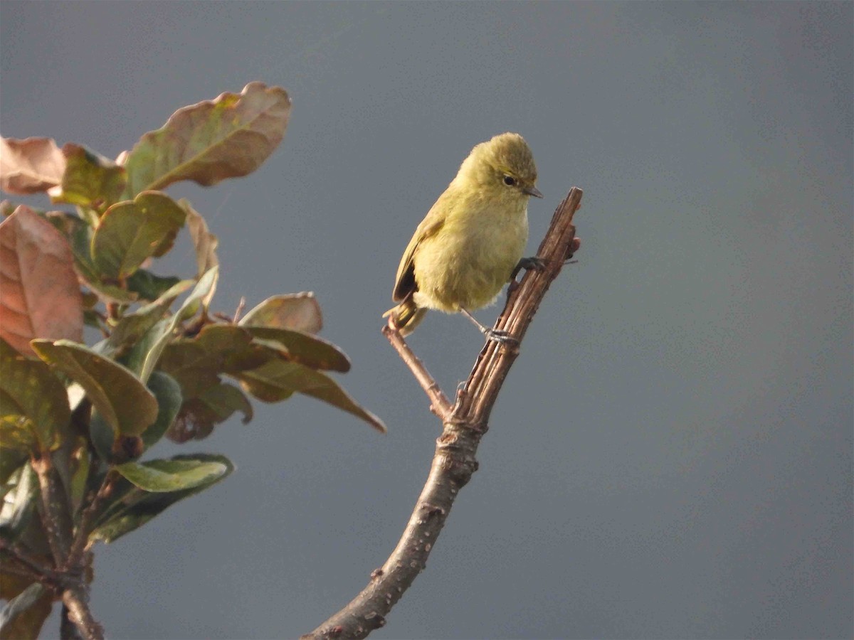 Yellow-browed Tit - ML609137028