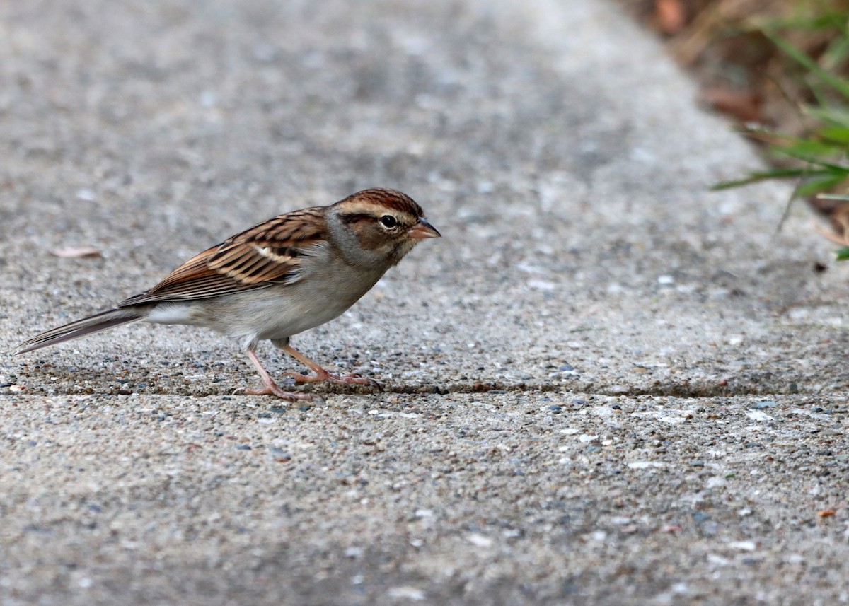 Chipping Sparrow - ML609137137