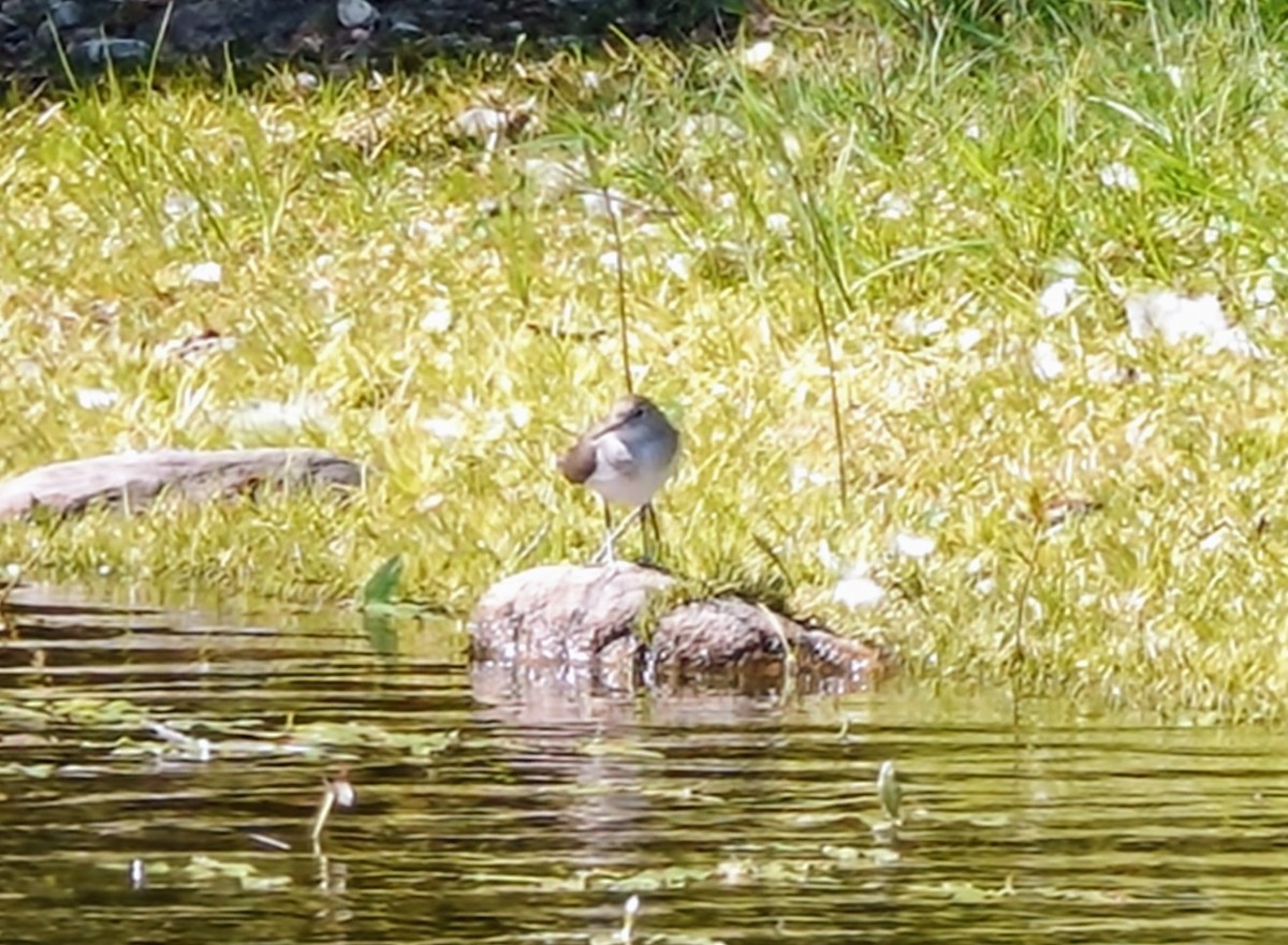 Common Sandpiper - Celeste Echlin