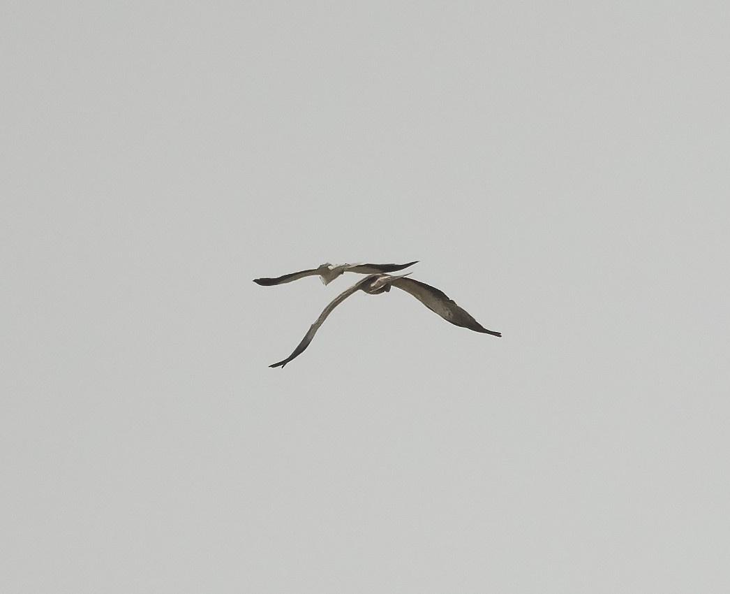 Black-winged Kite - ML609137247