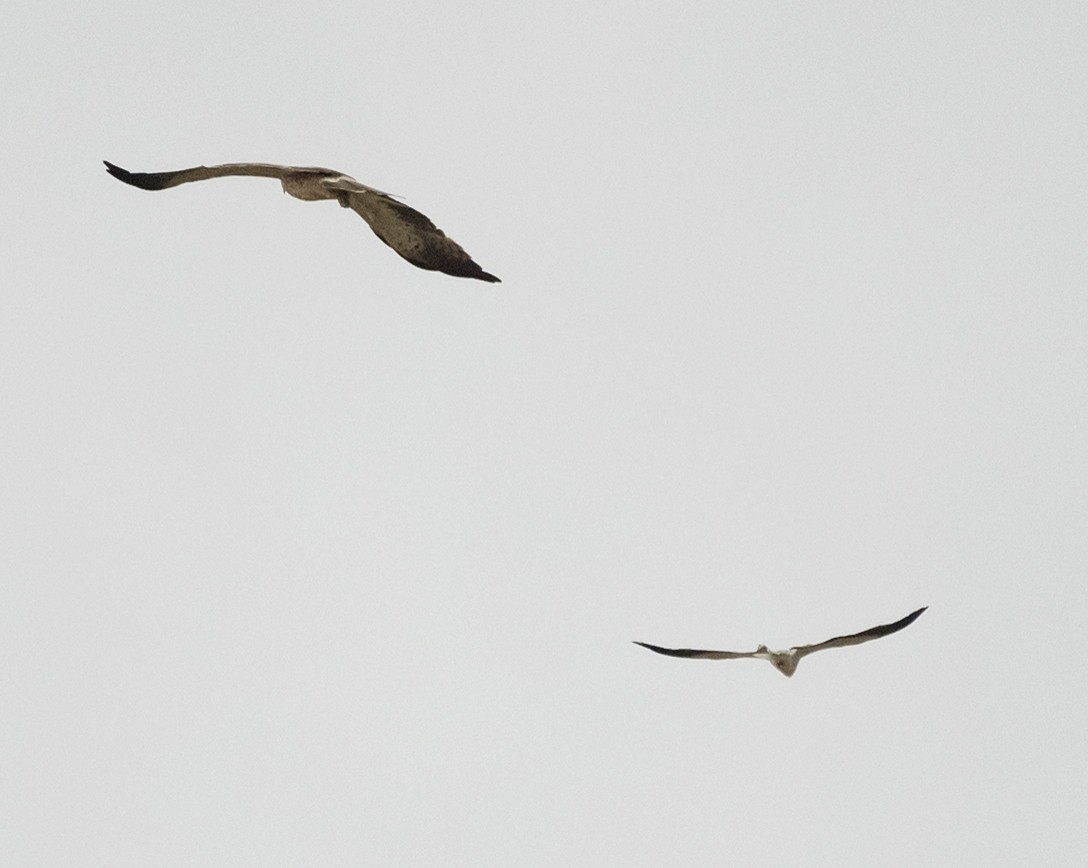 Black-winged Kite - ML609137248