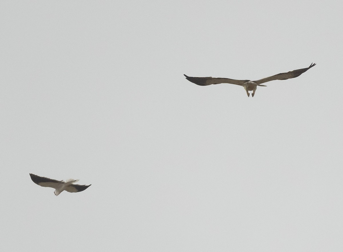 Black-winged Kite - ML609137249