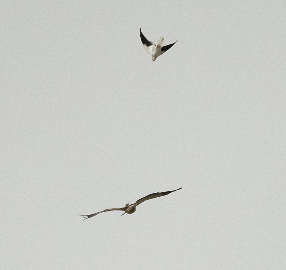 Black-winged Kite - ML609137250