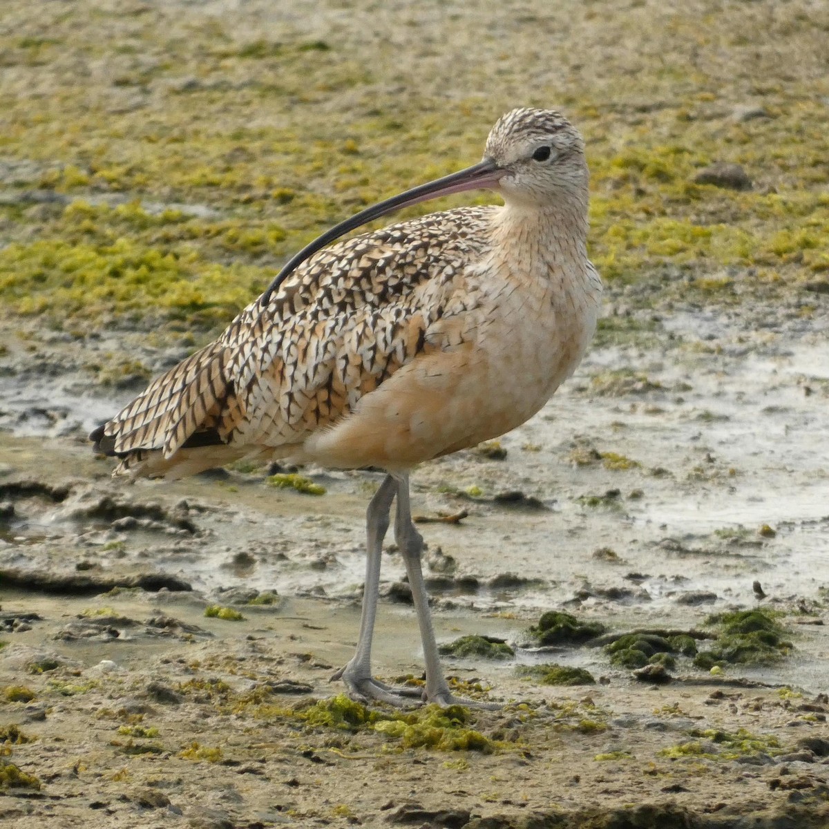 Rostbrachvogel - ML609137283