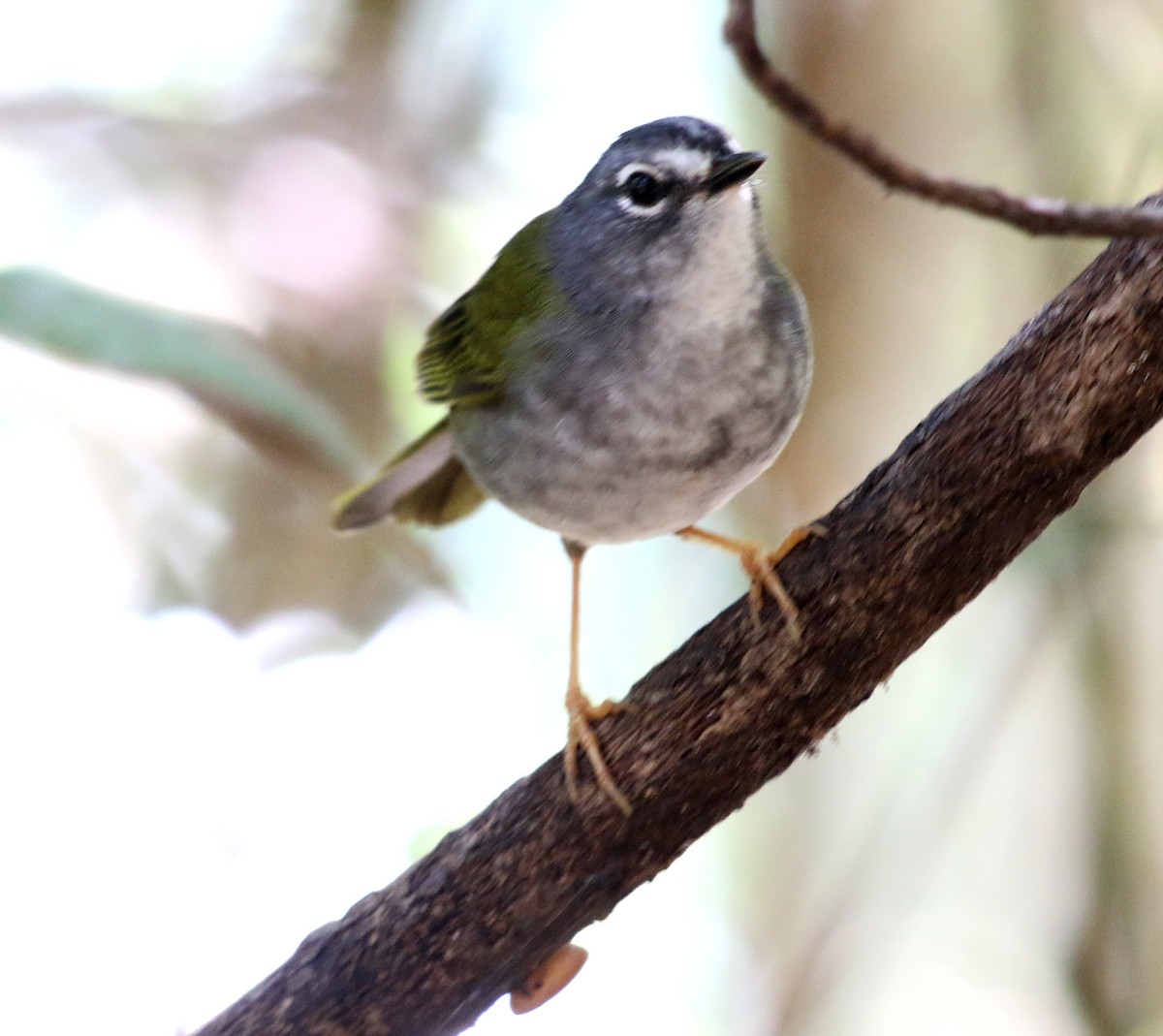 White-browed Warbler - ML609137346