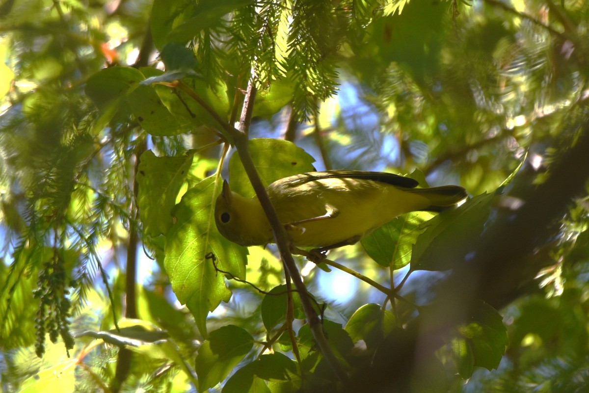 Yellow Warbler (Northern) - ML609137350