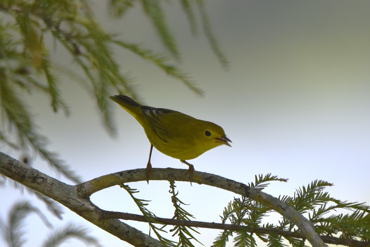 Yellow Warbler (Northern) - ML609137365