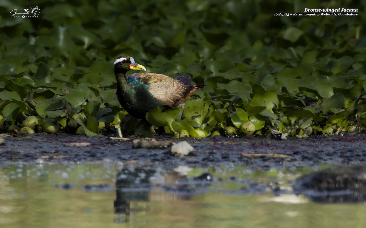 Bronze-winged Jacana - ML609137400