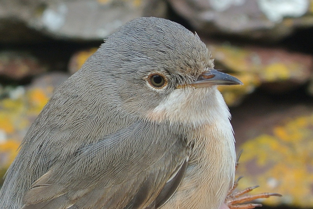 Western/Eastern Subalpine Warbler - ML609137403