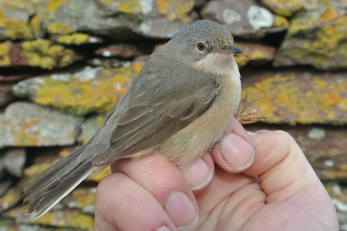 Western/Eastern Subalpine Warbler - ML609137405