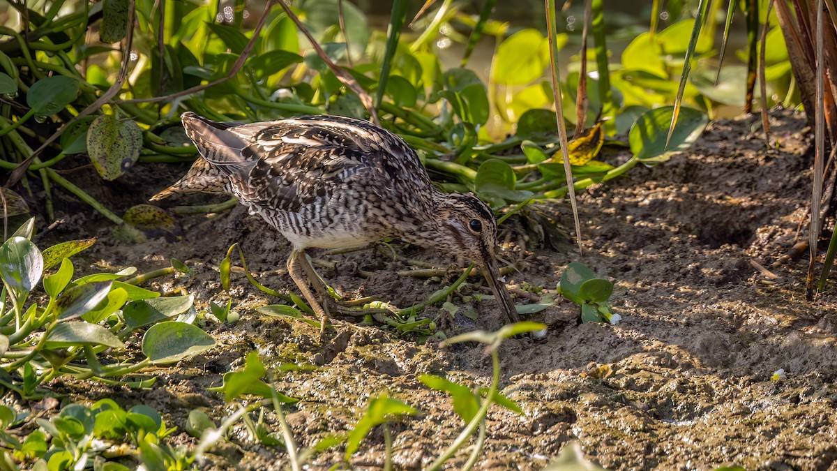 Wilson's Snipe - ML609137458