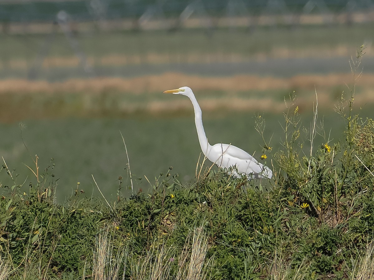 Great Egret - Bob Friedrichs