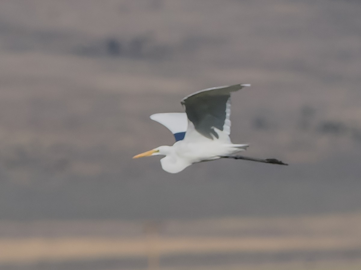 Great Egret - Bob Friedrichs