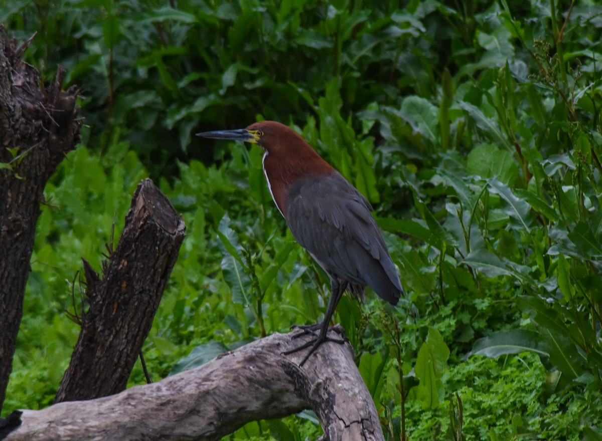 Rufescent Tiger-Heron - Florencia Palandri