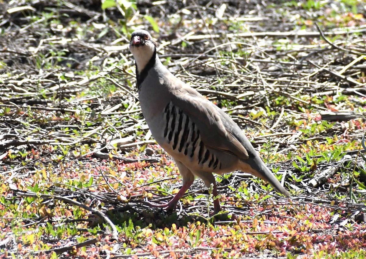 Chukar - ML609137509