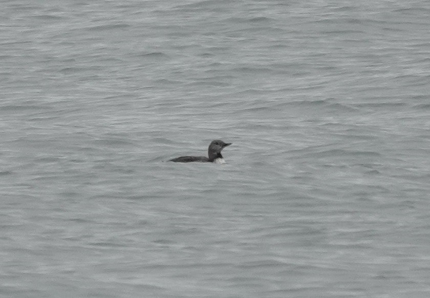 Red-throated Loon - ML609137524