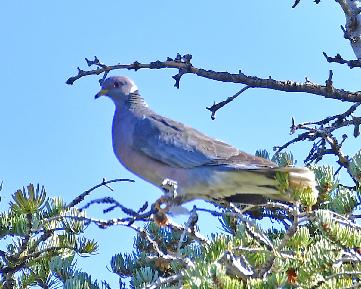 Band-tailed Pigeon - ML609137532