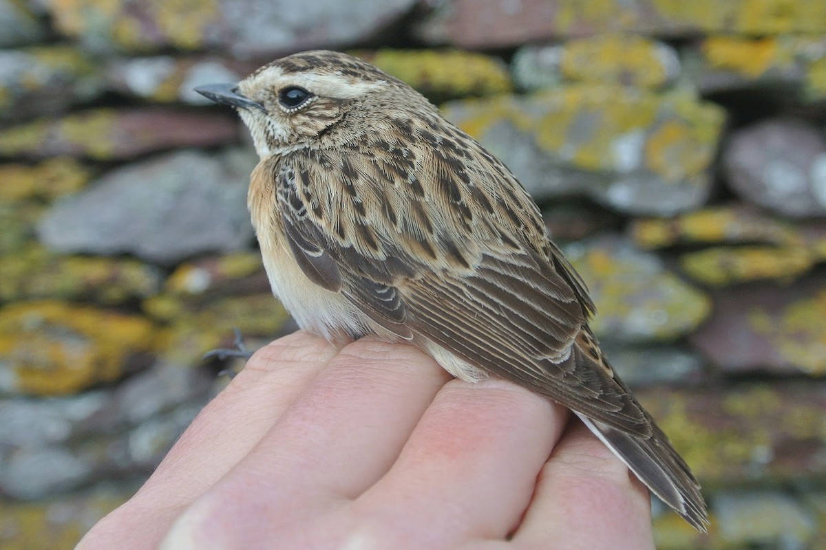 Whinchat - ML609137560