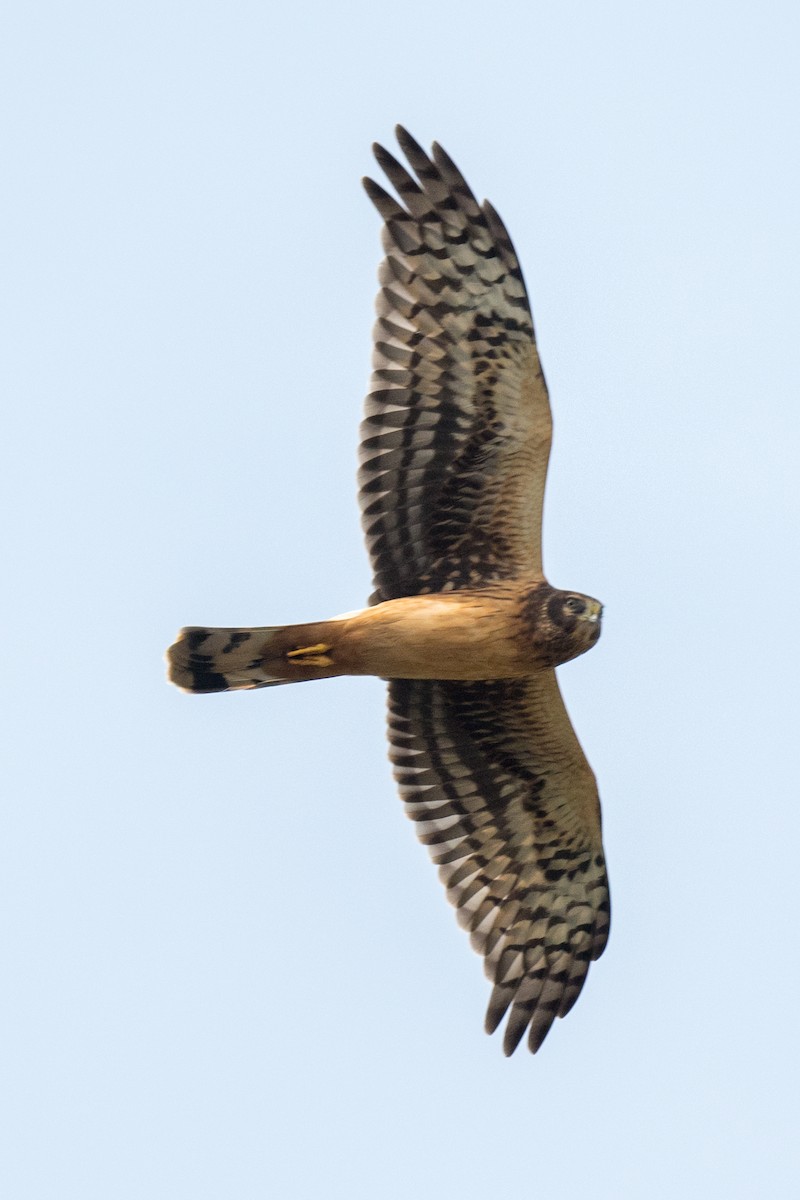 Northern Harrier - Steve Flood