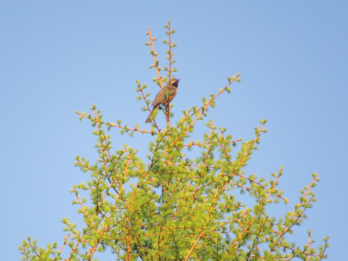 Boreal Chickadee - ML609137823