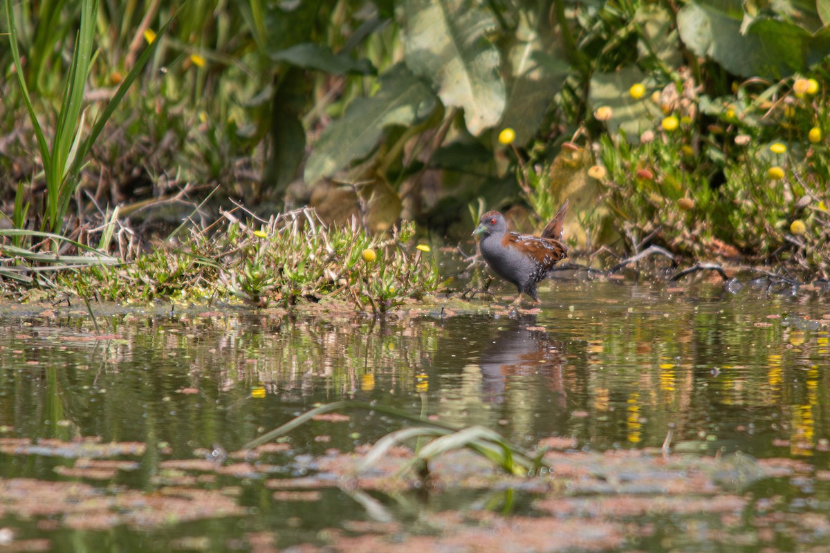 Baillon's Crake - Retief Williams