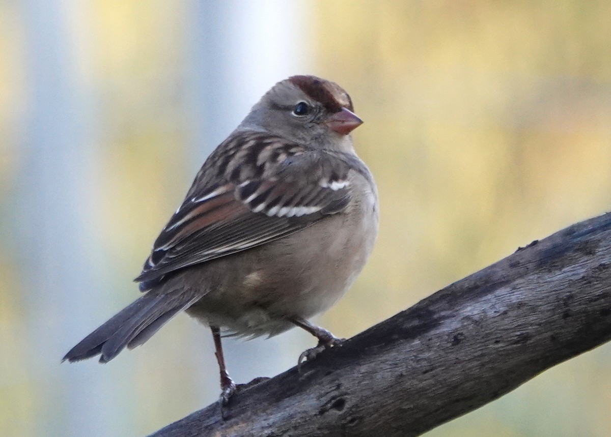 Bruant à couronne blanche - ML609137937