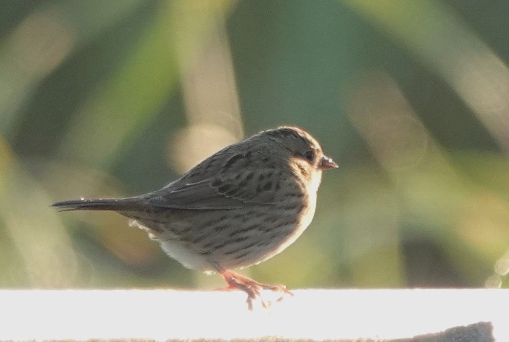 Lincoln's Sparrow - ML609137943