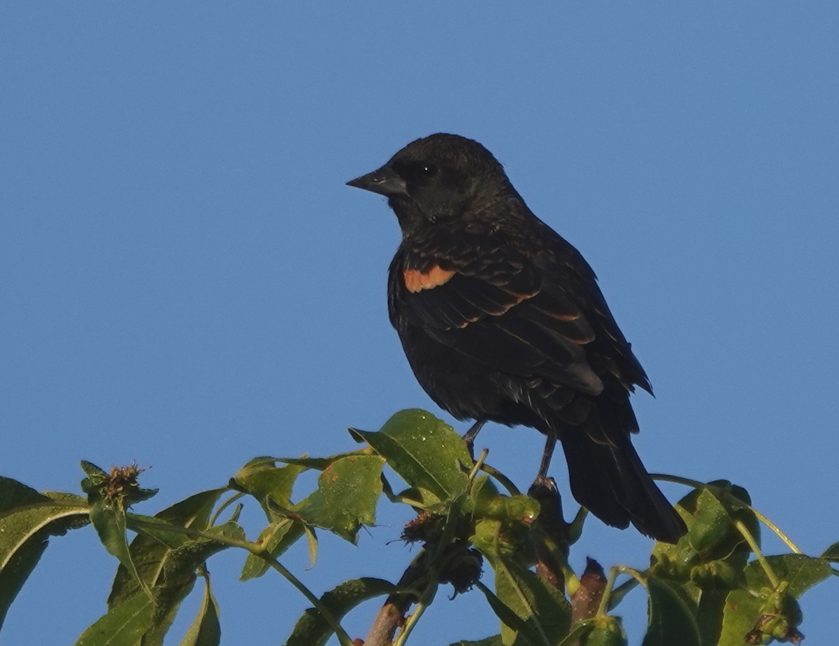 Red-winged Blackbird - ML609137946