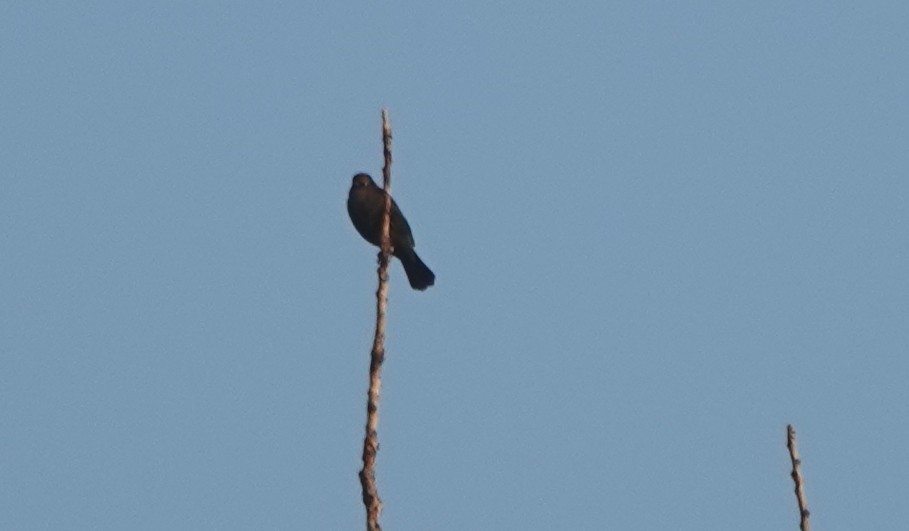 Rusty Blackbird - ML609137950