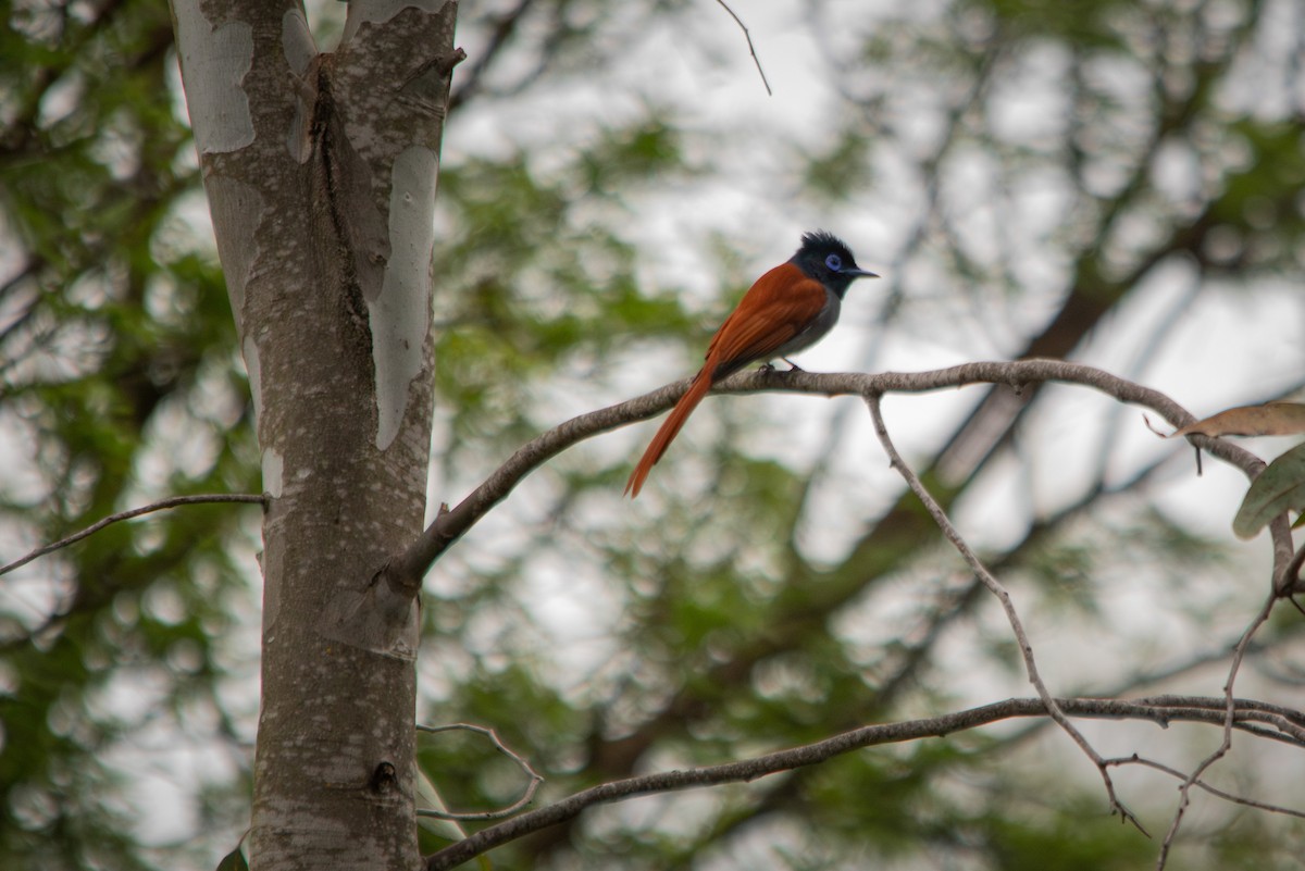 African Paradise-Flycatcher - ML609138023