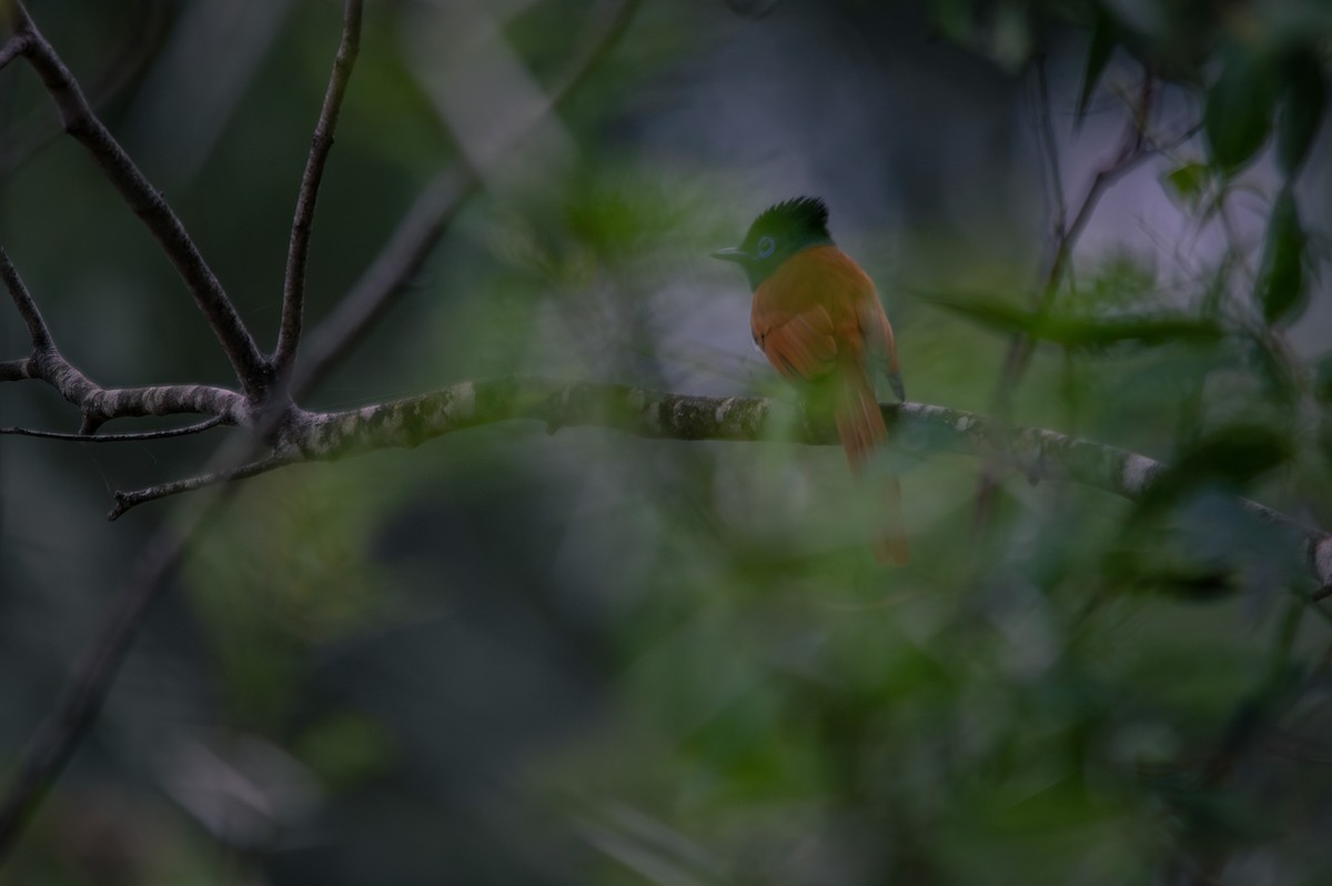 African Paradise-Flycatcher - ML609138024