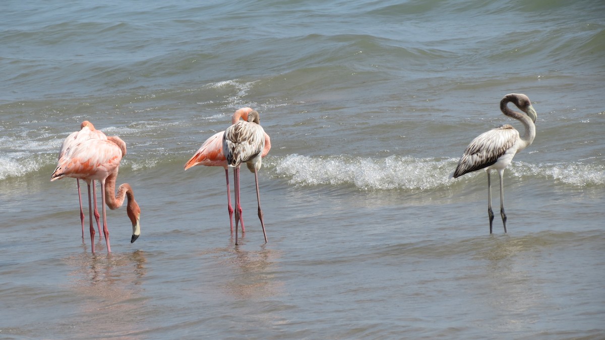 American Flamingo - ML609138083