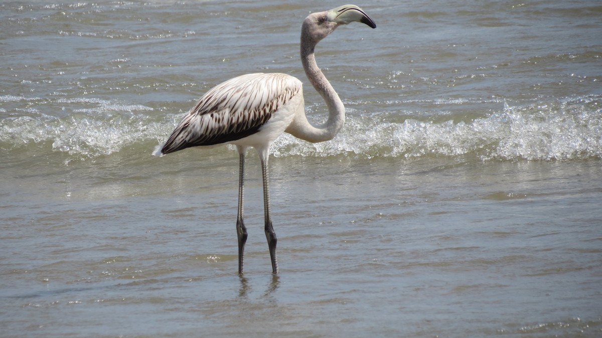 American Flamingo - ML609138084