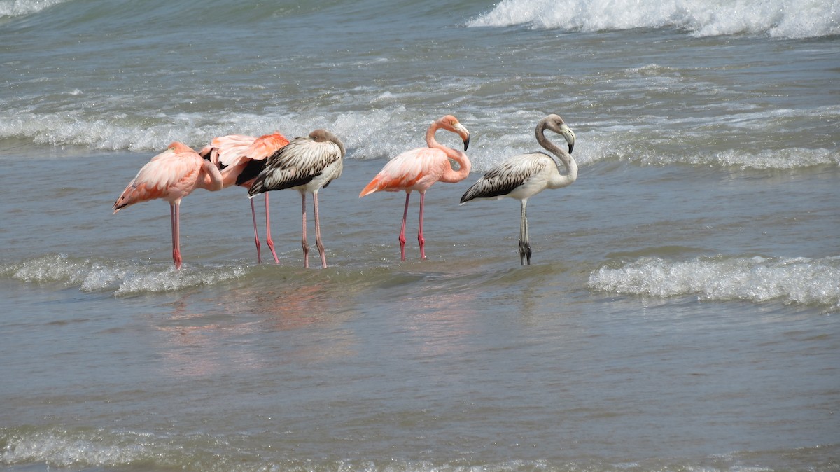 Flamant des Caraïbes - ML609138090