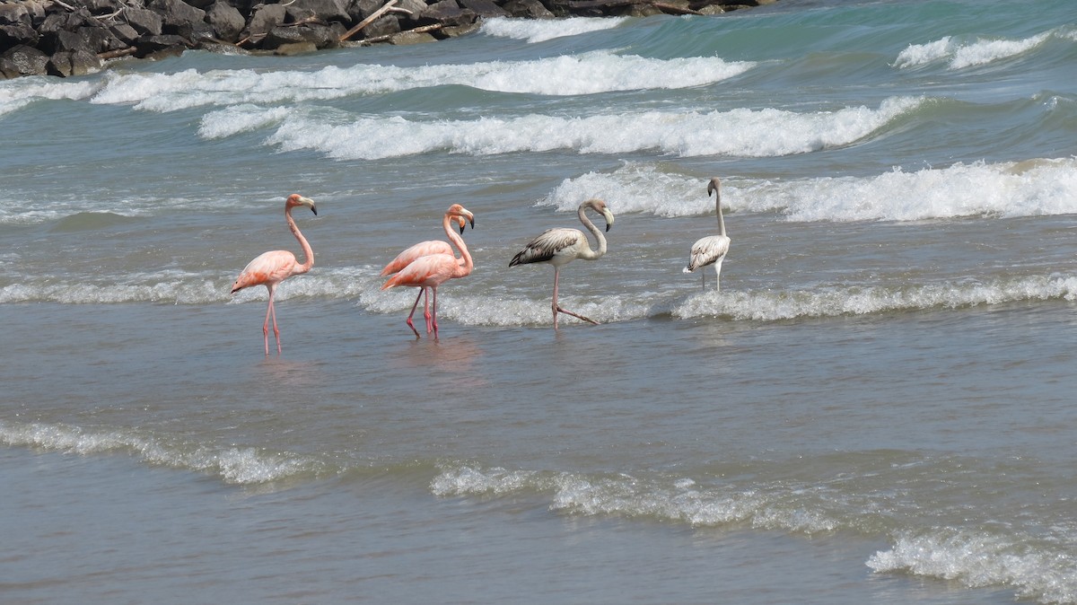 Flamant des Caraïbes - ML609138091