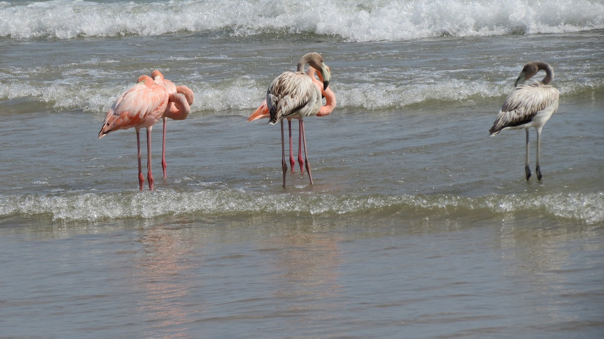 Flamant des Caraïbes - ML609138092