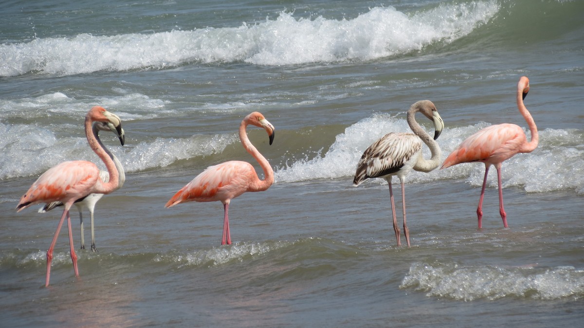 Flamant des Caraïbes - ML609138093