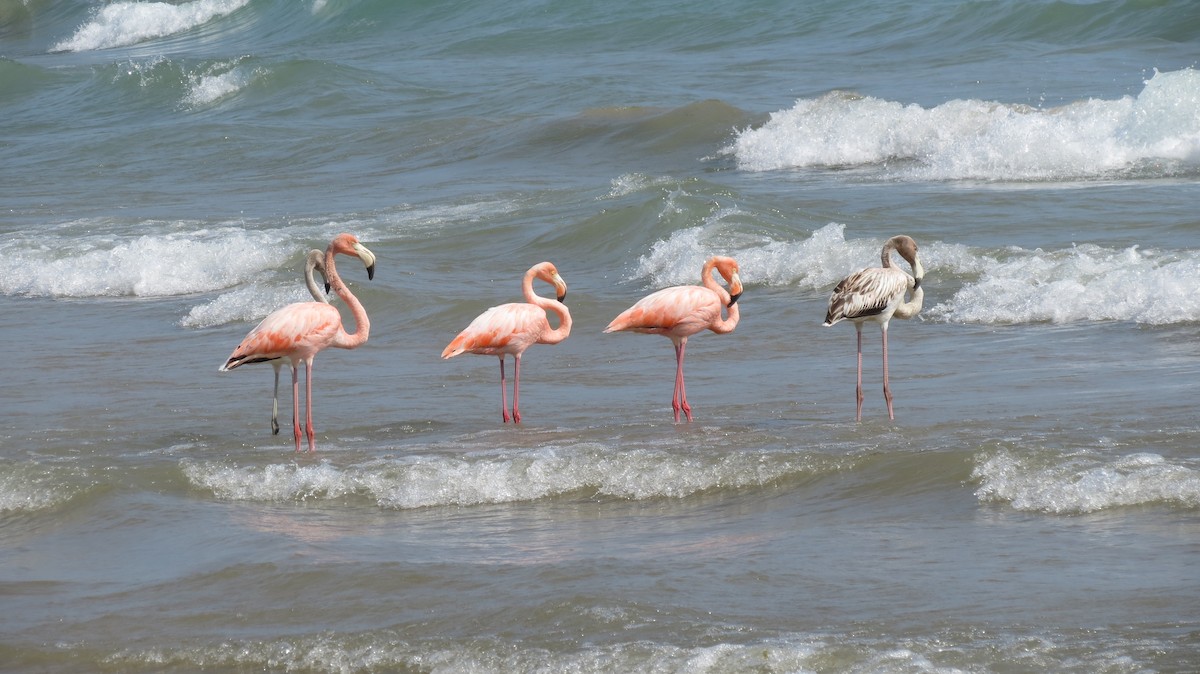 Flamant des Caraïbes - ML609138094