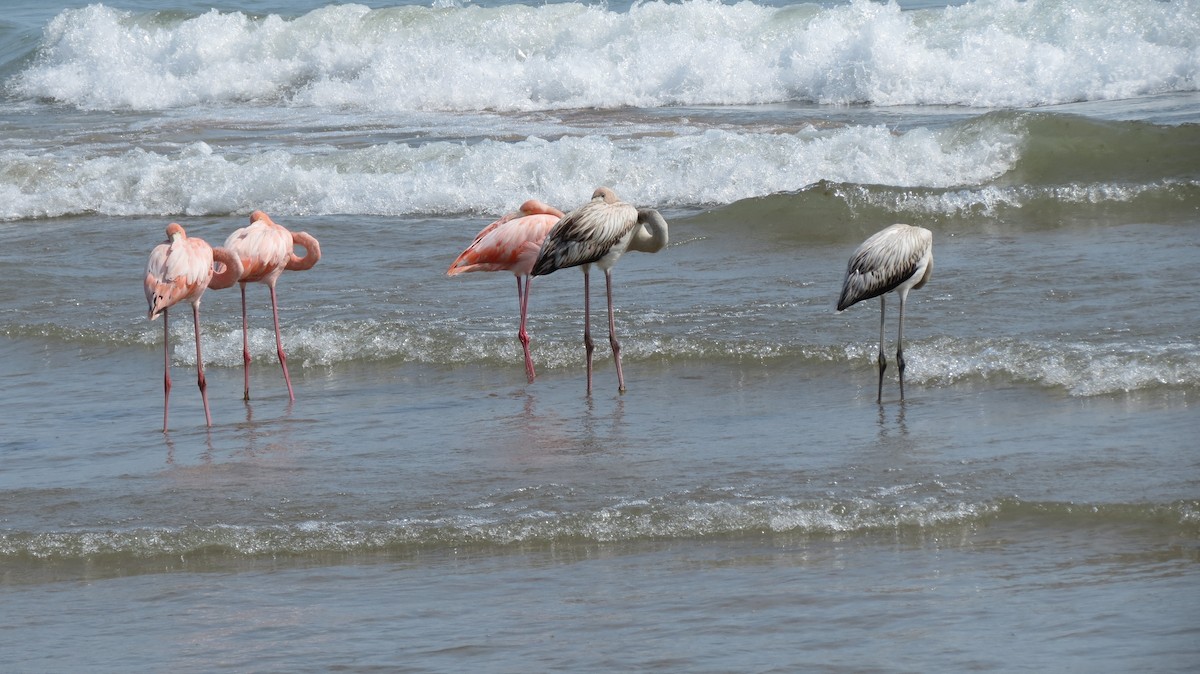 Flamant des Caraïbes - ML609138098