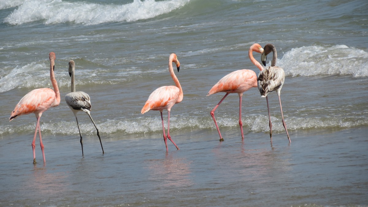 Flamant des Caraïbes - ML609138100