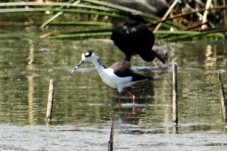 Black-necked Stilt - ML609138163