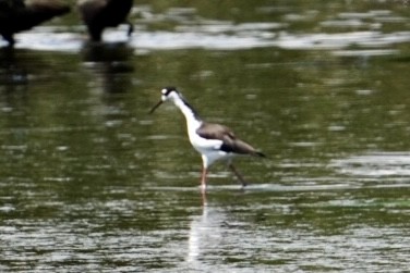 Black-necked Stilt - ML609138164