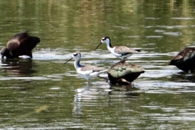 Black-necked Stilt - ML609138165