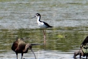 Black-necked Stilt - ML609138166