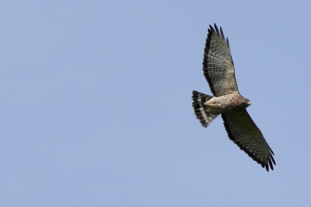 Broad-winged Hawk - ML609138185