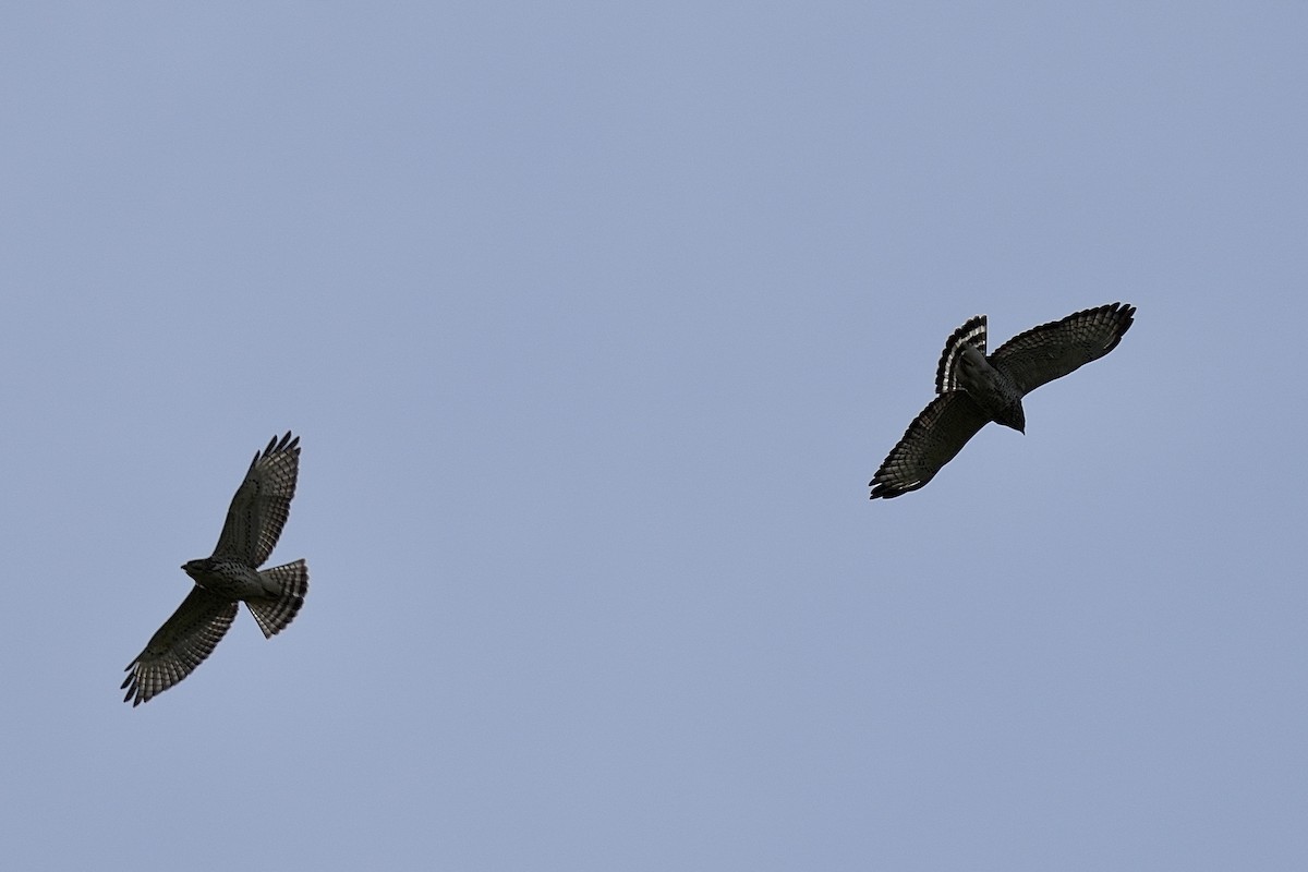 Broad-winged Hawk - Stacy Rabinovitz